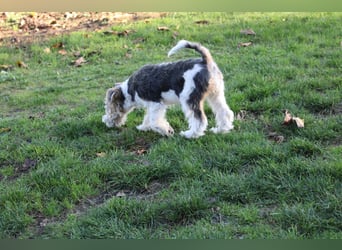 Foxterrier Welpen .