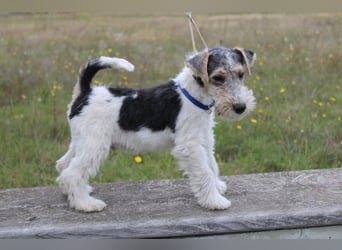 Foxterrier Welpen .