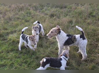 Foxterrier Welpen .