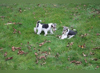 Foxterrier Welpen .
