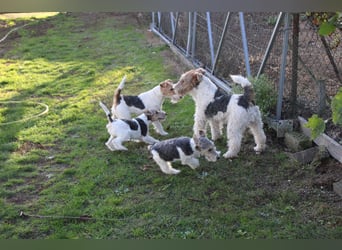 Foxterrier Welpen .