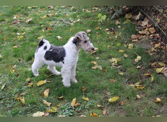 Foxterrier Welpen .