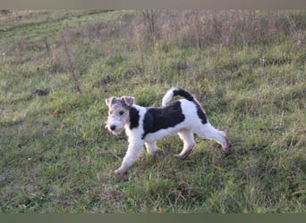 Foxterrier Welpen .