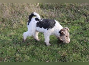 Foxterrier Welpen .