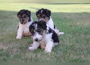 Foxterrier Welpen .