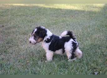 Foxterrier Welpen .