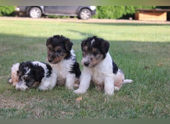 Foxterrier Welpen .