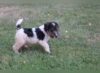 Foxterrier Welpen .