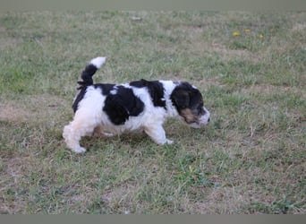 Foxterrier Welpen .