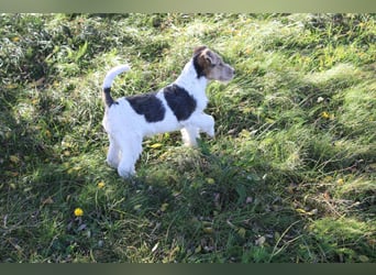 Foxterrier Welpen .