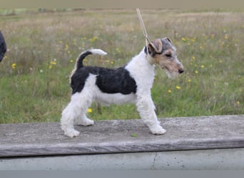 Foxterrier Welpen .