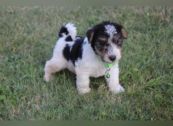 Foxterrier Welpen .