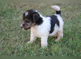 Foxterrier Welpen .