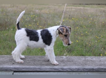 Foxterrier Welpen .