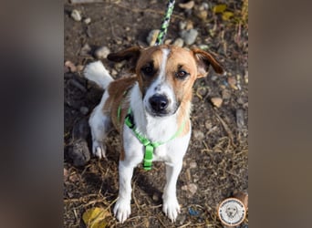 Iván – der Gute-Laune-Terrier mit Kuschelgarantie