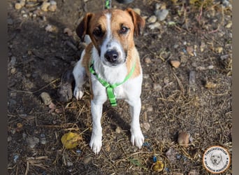 Iván – der Gute-Laune-Terrier mit Kuschelgarantie