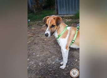 Iván – der Gute-Laune-Terrier mit Kuschelgarantie