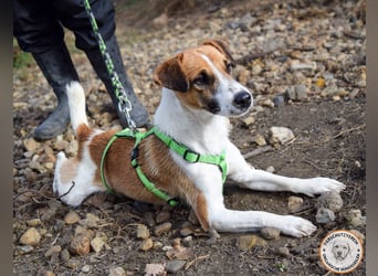 Iván – der Gute-Laune-Terrier mit Kuschelgarantie