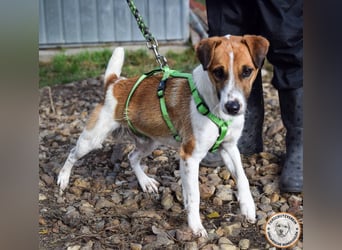 Iván – der Gute-Laune-Terrier mit Kuschelgarantie