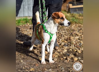 Iván – der Gute-Laune-Terrier mit Kuschelgarantie