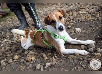 Iván – der Gute-Laune-Terrier mit Kuschelgarantie