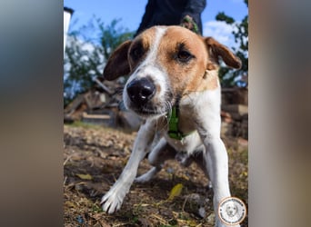 Iván – der Gute-Laune-Terrier mit Kuschelgarantie
