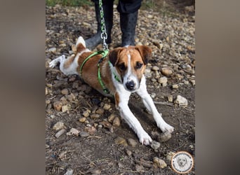 Iván – der Gute-Laune-Terrier mit Kuschelgarantie