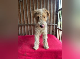 Folti, Foxterrier, Rüde, geb. am 20.01.2025, 40 cm, 10 kg