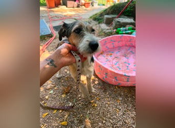 Milly, Foxterrier-Mix, Hündin, geb. am 02.05.2025, 37 cm, 12 kg