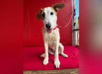 Lotti, Foxterrier-Mix, Hündin, geb. am 01.01.2024, 40 cm, 10 kg