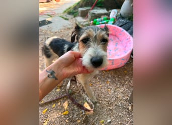 Milly, Foxterrier-Mix, Hündin, geb. am 02.05.2025, 37 cm, 12 kg