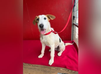 Lotti, Foxterrier-Mix, Hündin, geb. am 01.01.2024, 40 cm, 10 kg