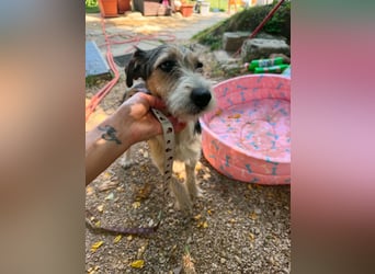 Milly, Foxterrier-Mix, Hündin, geb. am 02.05.2025, 37 cm, 12 kg