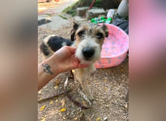 Milly, Foxterrier-Mix, Hündin, geb. am 02.05.2025, 37 cm, 12 kg