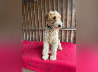 Folti, Foxterrier, Rüde, geb. am 20.01.2025, 40 cm, 10 kg