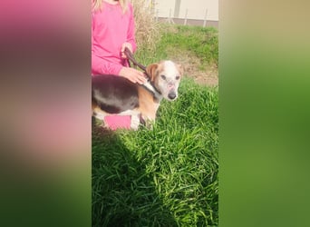 Foxi, Foxterrier-Mix, Rüde, ca. 10 Jahre, ca. 38 cm - Notfall -