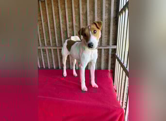 Ronja, Foxterrier-Mix, Hündin, ca. 4 Jahre, 39 cm, 9 kg