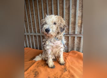 Ficko, Foxterrier-Mix, Rüde, geb. am 03.04.2019, 40 cm