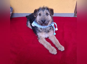 Teddy, Foxterrier-Mix, Rüde, ca. 1 Jahr, ca. 38 cm, 8,5 kg