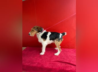 Rocky, Foxterrier, Rüde, geb. 03.04.2019, 40 cm, 10 kg