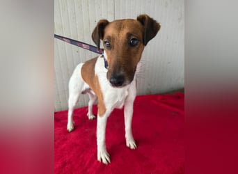 Milo, Glatthaar-Foxterrier-Mix, Rüde, geb. am 03.04.2022, 38 cm, 7,8 kg