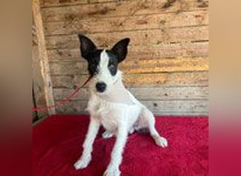 Jerry, Terrier-Mischling, Rüde, geb. am 15.05.2024, 40 cm, 10 kg