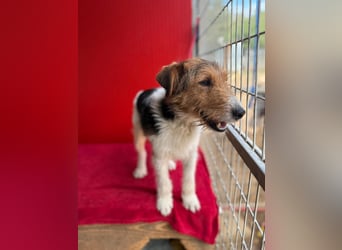 Rocky, Foxterrier, Rüde, geb. 03.04.2019, 40 cm, 10 kg