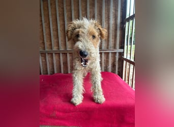 Folti, Foxterrier, Rüde, geb. am 20.01.2025, 40 cm, 10 kg