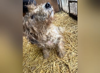 Ficko, Foxterrier-Mix, Rüde, geb. am 03.04.2019, 40 cm