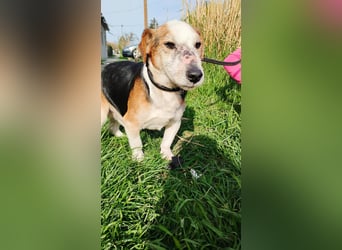 Foxi, Foxterrier-Mix, Rüde, ca. 10 Jahre, ca. 38 cm - Notfall -