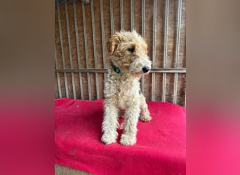 Folti, Foxterrier, Rüde, geb. am 20.01.2025, 40 cm, 10 kg