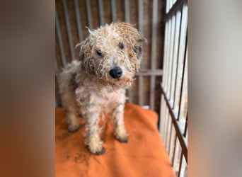 Ficko, Foxterrier-Mix, Rüde, geb. am 03.04.2019, 40 cm