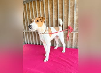 Ronja, Foxterrier-Mix, Hündin, ca. 4 Jahre, 39 cm, 9 kg