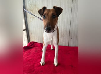 Milo, Glatthaar-Foxterrier-Mix, Rüde, geb. am 03.04.2022, 38 cm, 7,8 kg